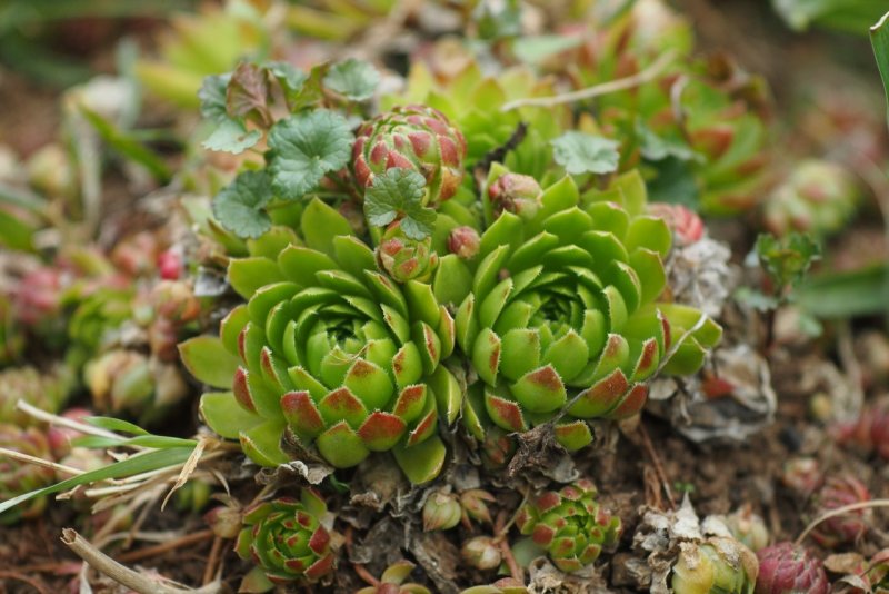 Молодило (Sempervivum)