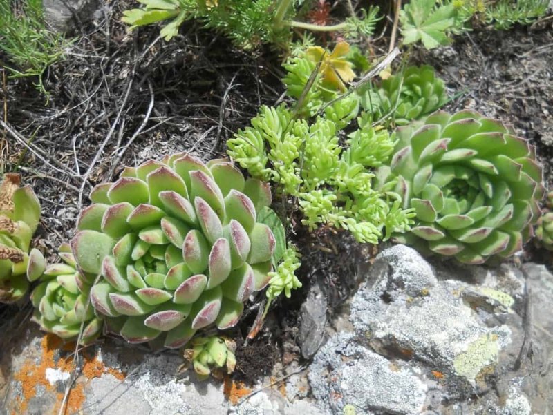Sempervivum, семпервивум, живучка, каменная роза)