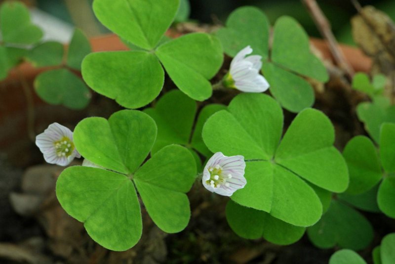 Кислица обыкновенная Oxalis acetosella l.
