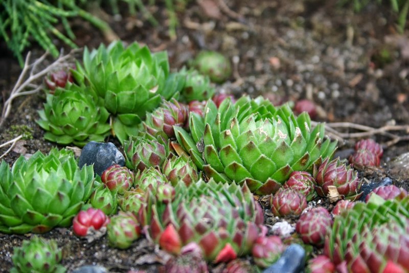 Sedum oppositifolium