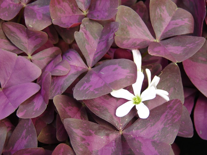 Orpine растение