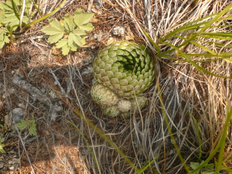 Горноколосник суккулент Orostachys spinosa