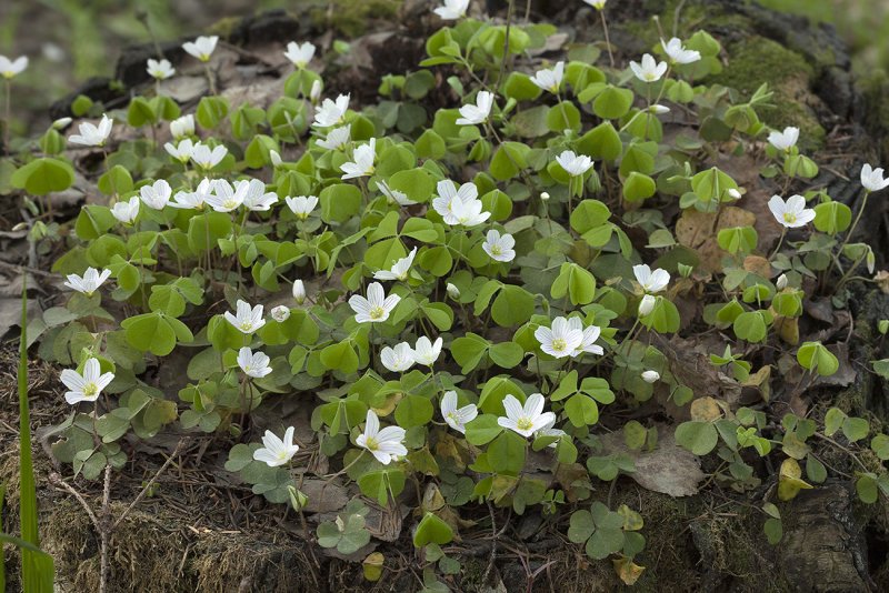 Oxalis acetosella – Кислица обыкновенная