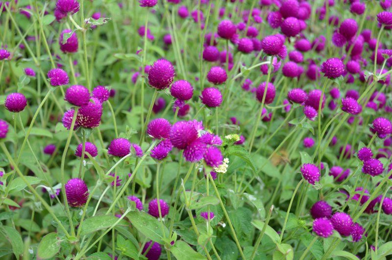 Гомфрена шаровидная (Gomphrena globosa)