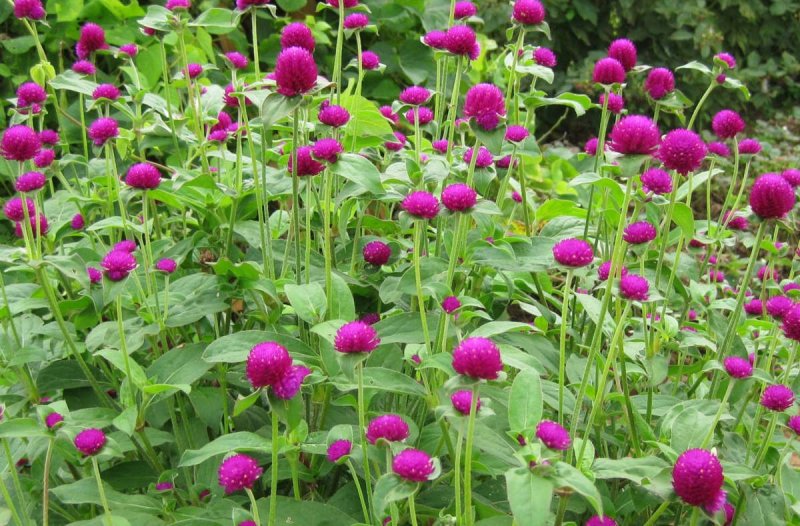 Гомфрена шаровидная (Gomphrena globosa)