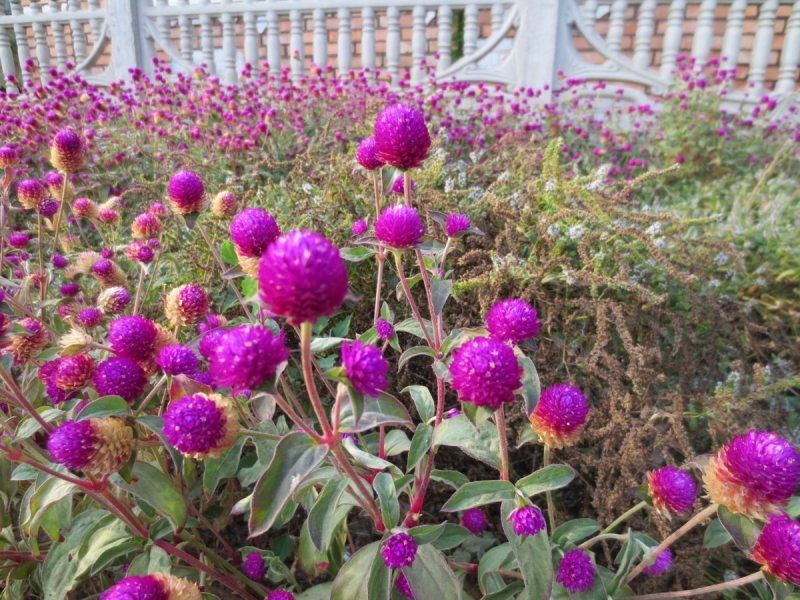 Гомфрена шаровидная (Gomphrena globosa)