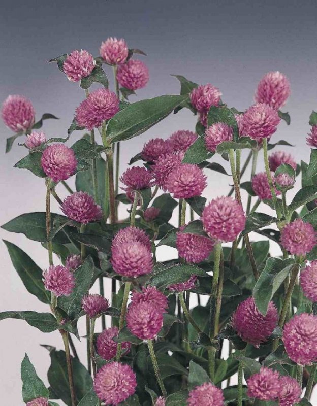 Гомфрена шаровидная (Gomphrena globosa)
