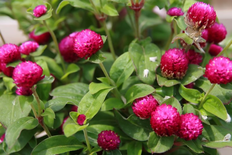 Гомфрена шаровидная Gomphrena globosa buddy
