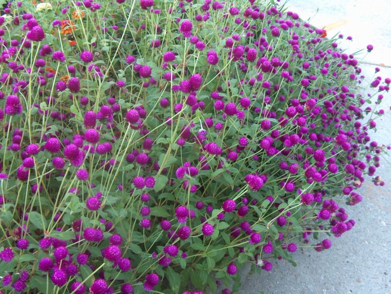 Гомфрена шаровидная (Gomphrena globosa)