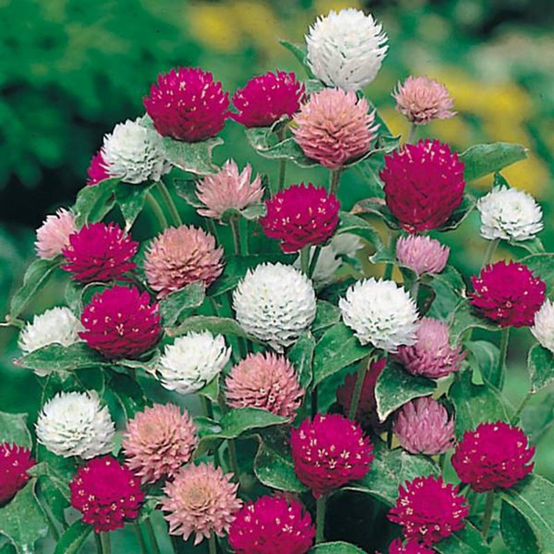 Гомфрена шаровидная (Gomphrena globosa)