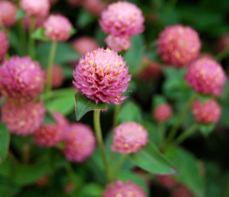 Гомфрена шаровидная (Gomphrena globosa)