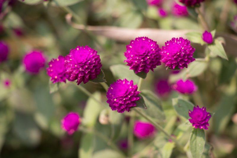 Гомфрена шаровидная (Gomphrena globosa)