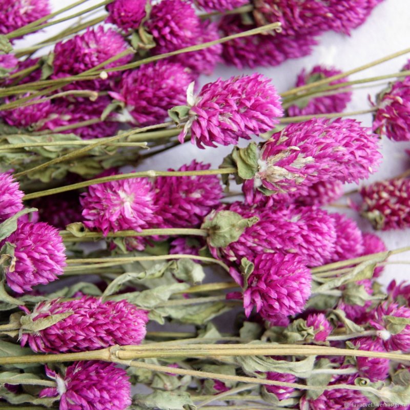 Гомфрена шаровидная (Gomphrena globosa)