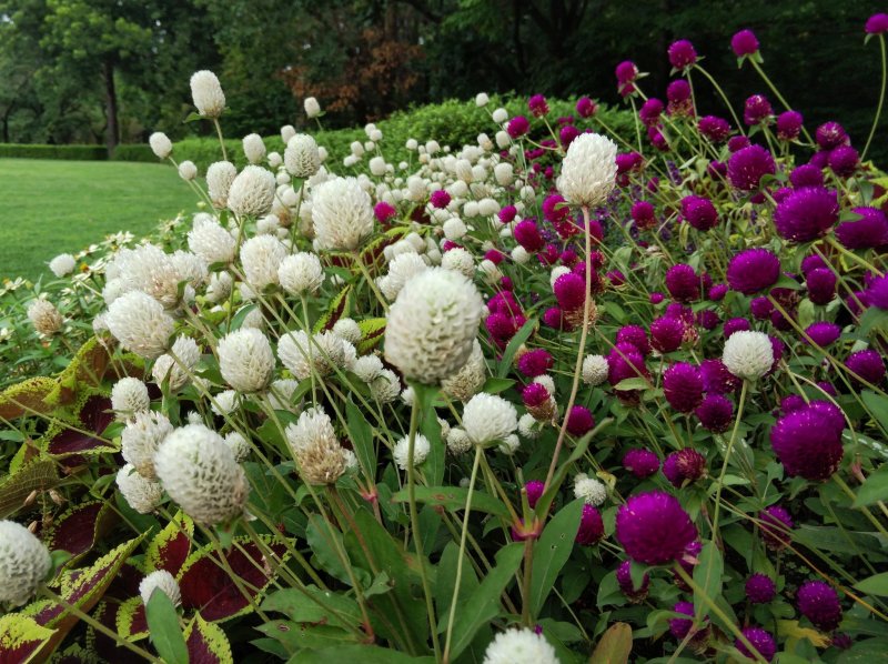 Gomphrena globosa цветок