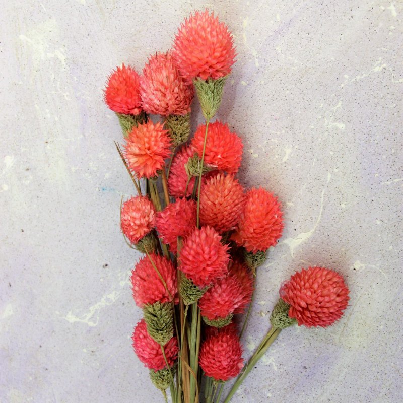 Гомфрена шаровидная Globe Amaranth
