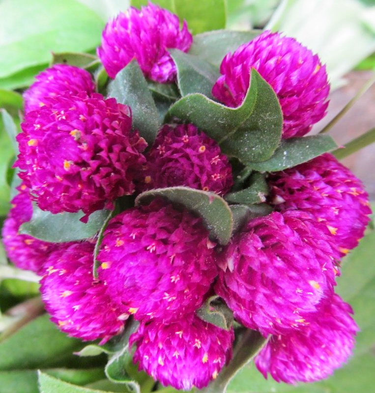 Гомфрена шаровидная (Gomphrena globosa)