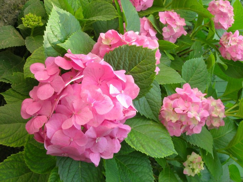 Гортензия крупнолистная Bouquet Rose