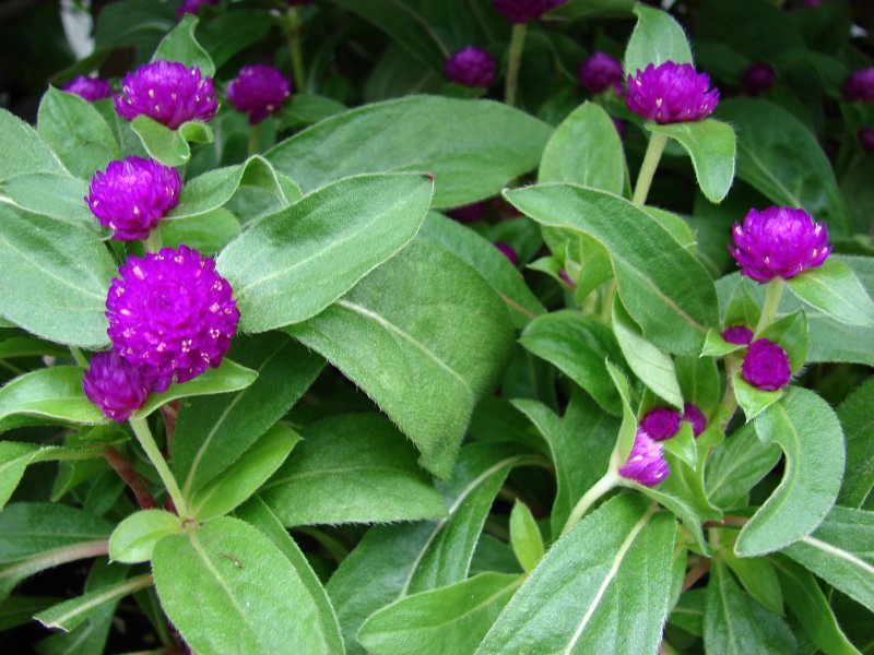 Гомфрена шаровидная (Gomphrena globosa) buddy White
