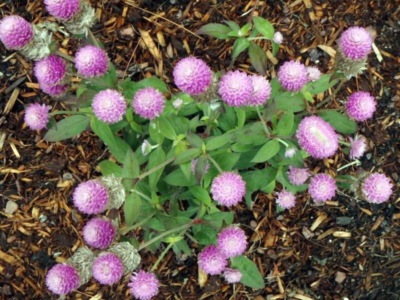 Gomphrena White