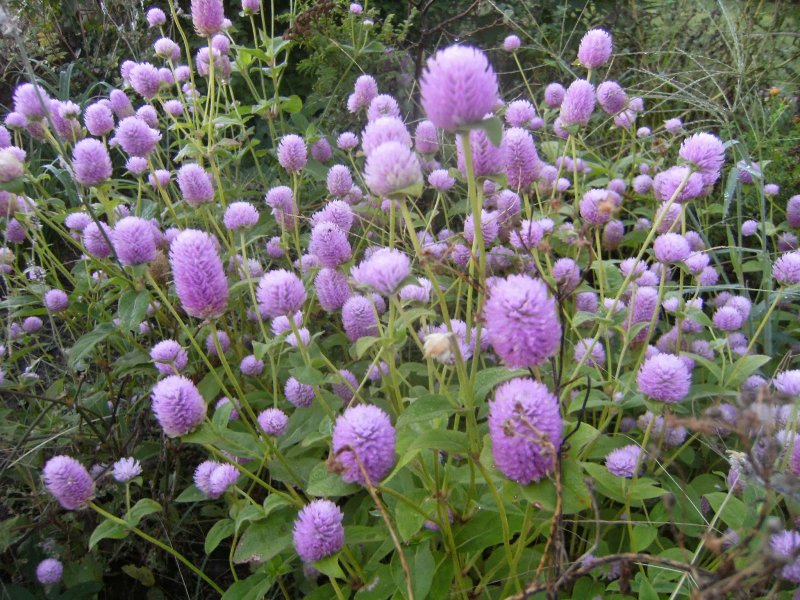 Гомфрена шаровидная (Gomphrena globosa) "las Vegas