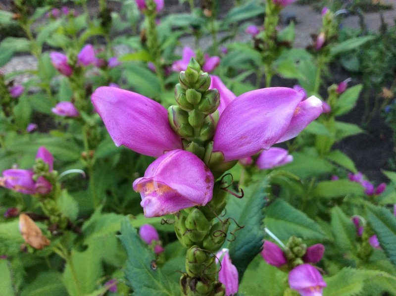 Хелоне Chelone obliqua