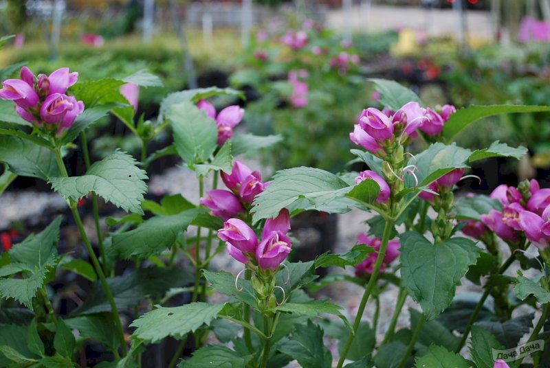 Chelone lyonii