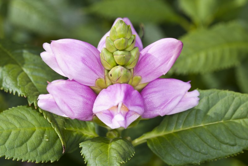 Хелоне — Chelone