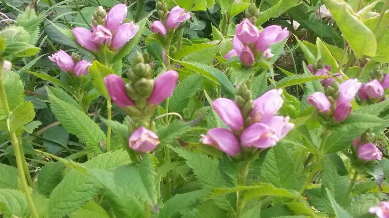 Черепашник Chelone obliqua