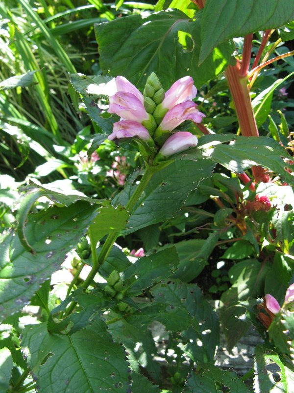 Chelone cuthbertii