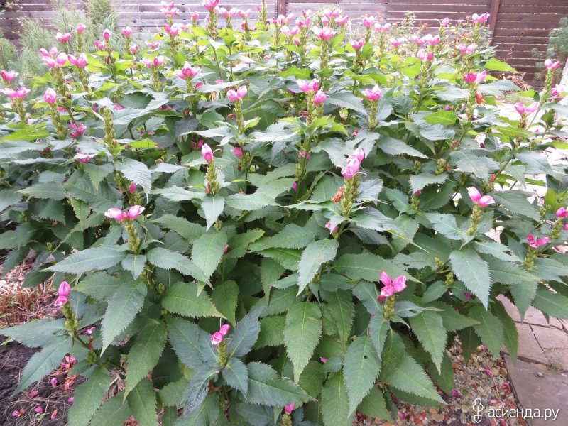 Chelone lyonii