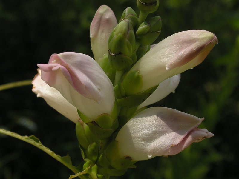 Chelone glabra фото