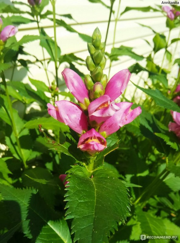 Chelone lyonii