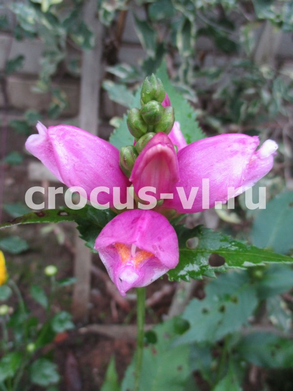 Chelone lyonii