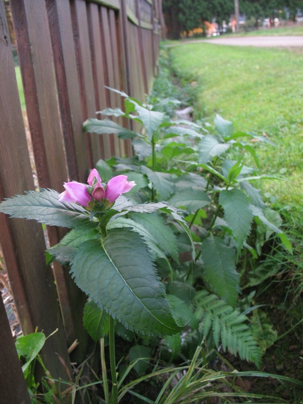 Chelone glabra растение