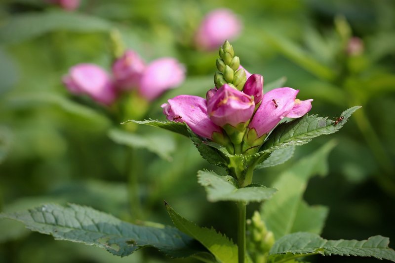 Chelone glabra растение