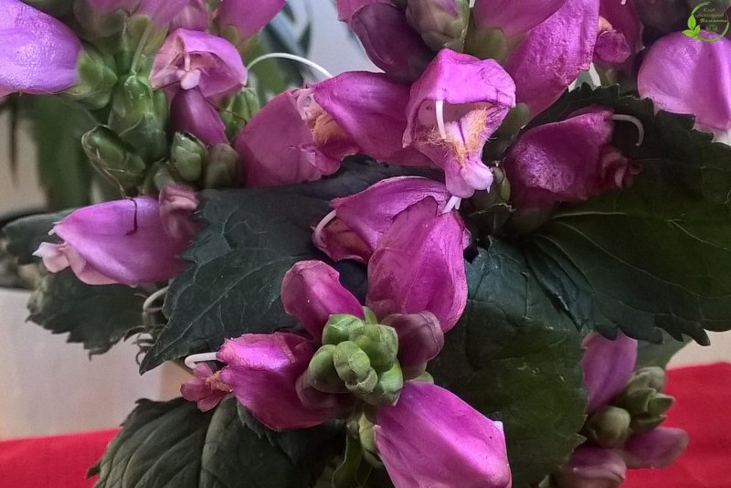 Chelone lyonii