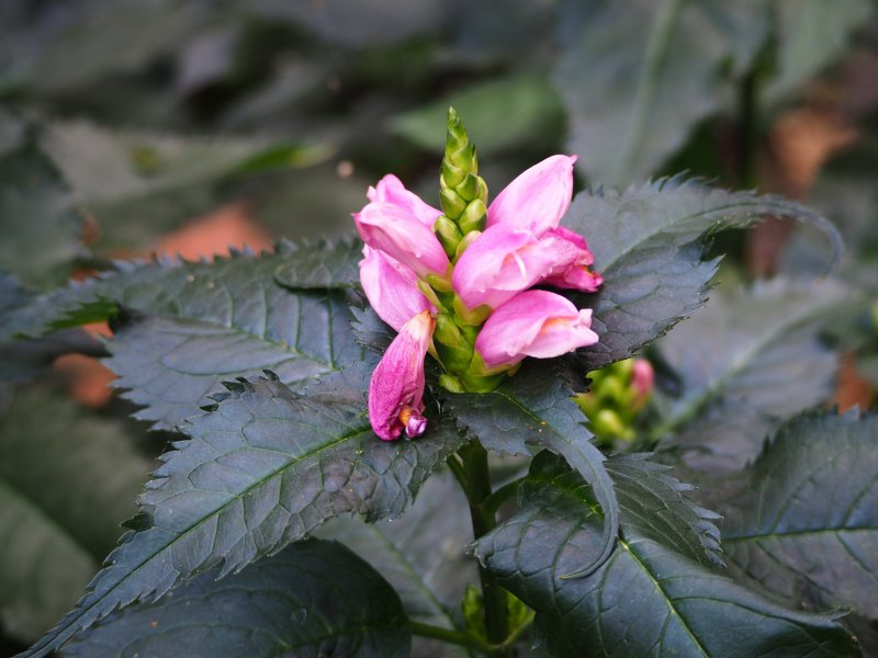 Хелоне — Chelone