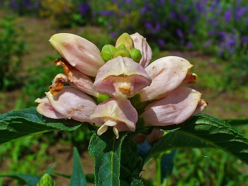 Хелоне Лайона hot Lips