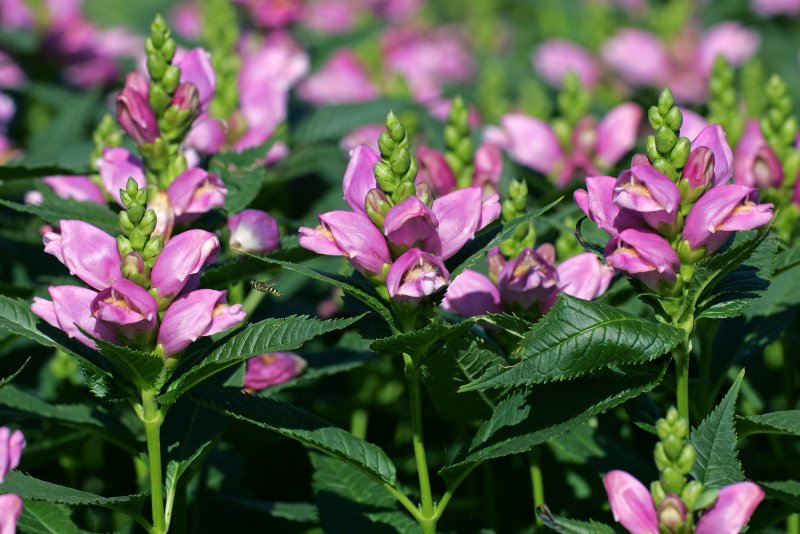 Chelone glabra фото