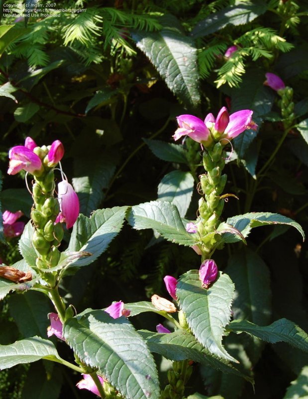 Хелоне Chelone obliqua Alba