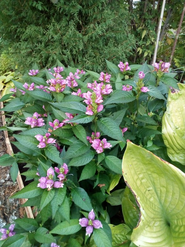 Хелоне Chelone obliqua