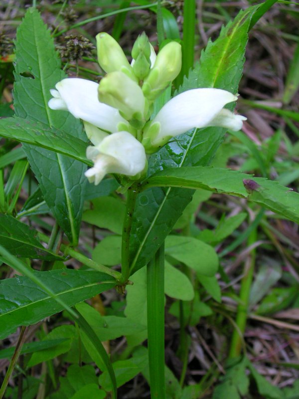 Chelone obliqua Википедия