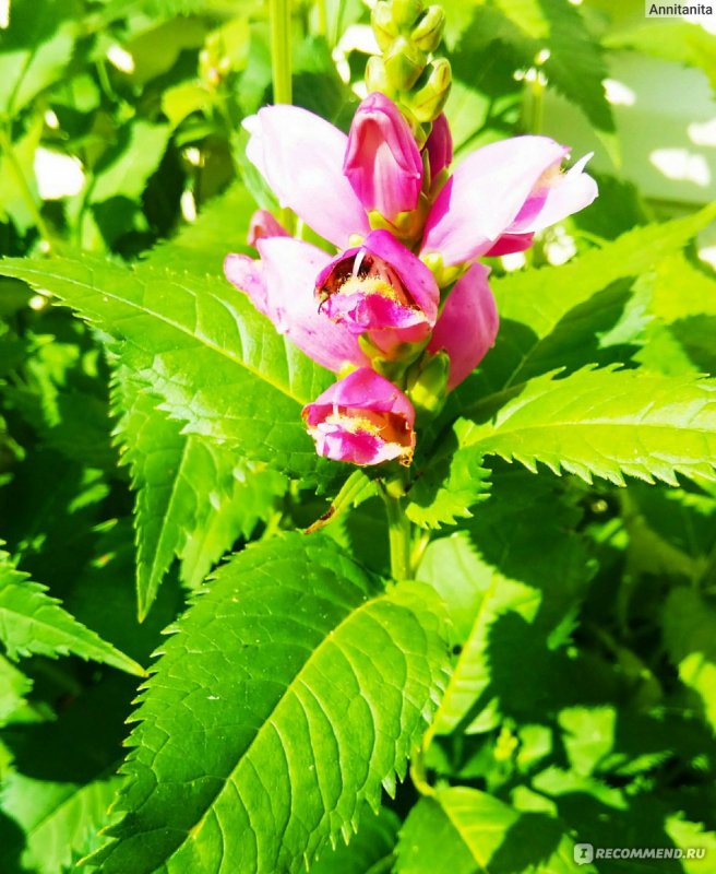 Хелоне obliqua Alba