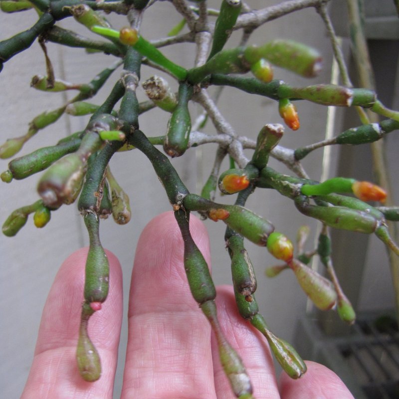 Rhipsalis heteroclada