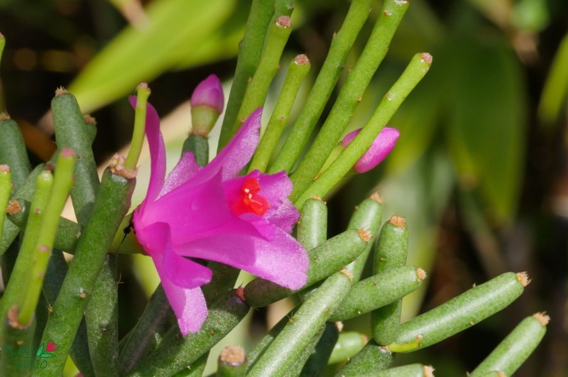 Хатиора Гермина (Hatiora herminiae)