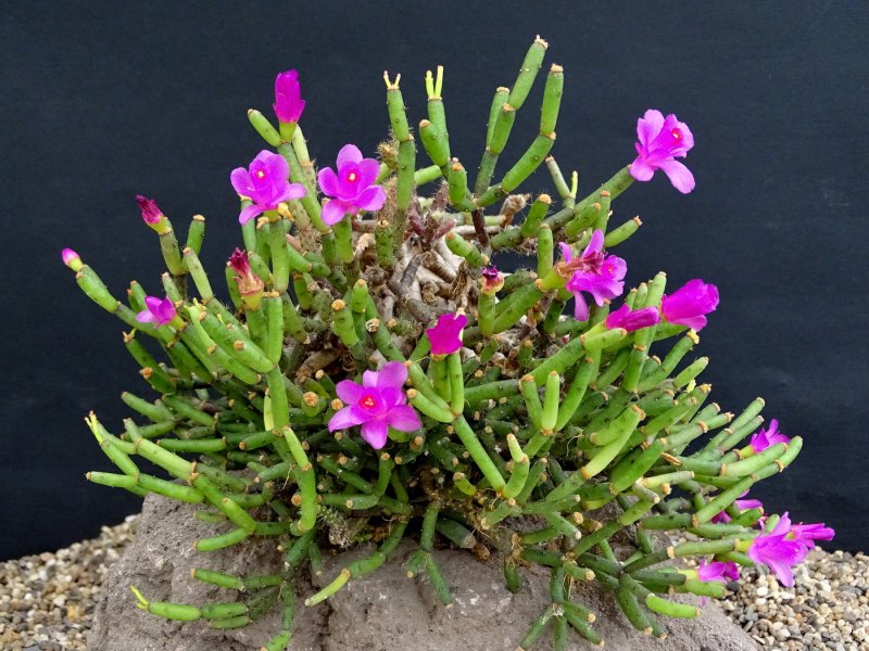 Hatiora salicornioides