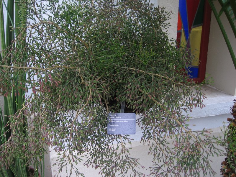 Кактус хатиора