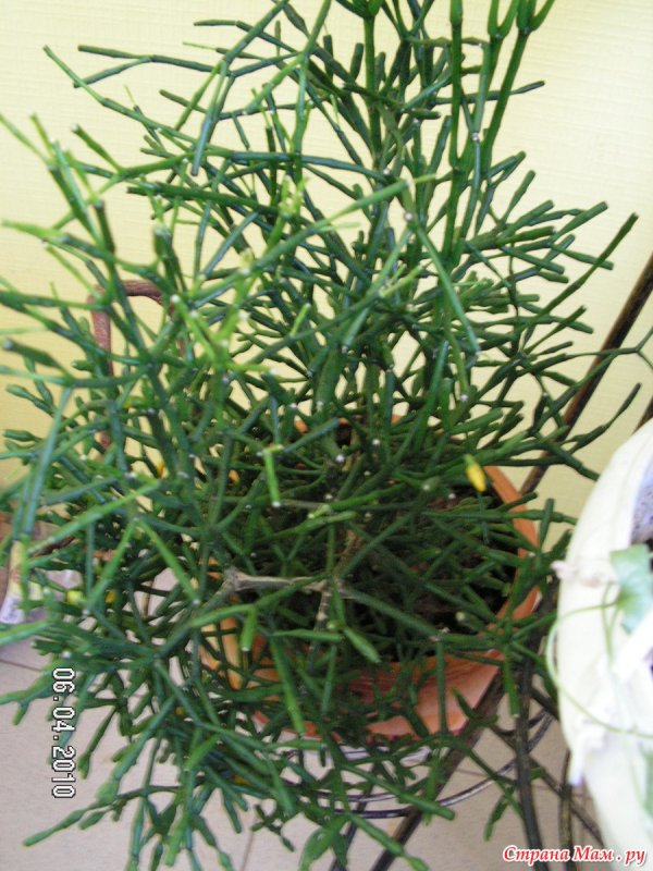 Хатиора солеросовая куст