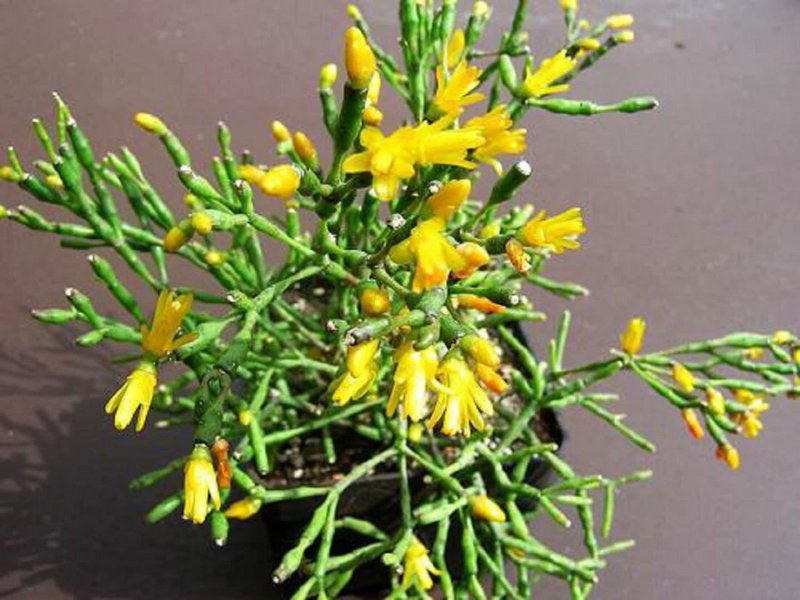 Хатиора розовая (Hatiora rosea)