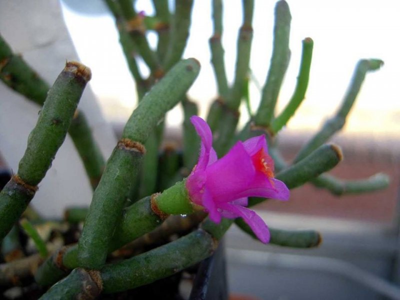 Рипсалис, Schlumbergera